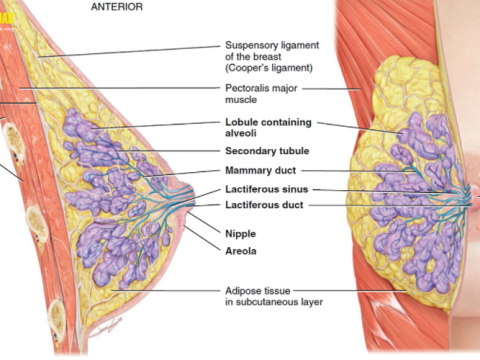 Điều trị viêm tắc tia sữa